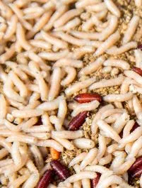 Caster Maden 1 Liter