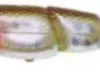 LFT Lure V Joint Minnow HB05