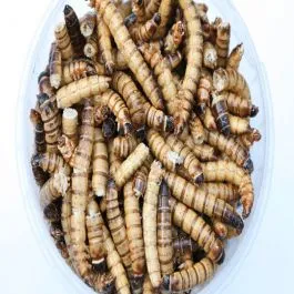 Gevriesdroogde Morio's 50 Gram 3 Gevriesdroogde Morio's 50 Gram