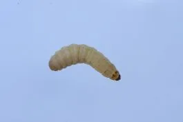 Wasmotten Groot 3 Wasmotten Groot