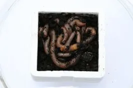 Dauwpieren 10 Stuks 3 Dauwpieren 10 Stuks