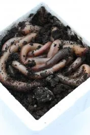 Dauwpieren Tempex 12 Stuks